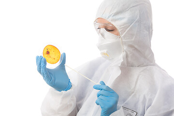 Image showing Laboratory scientist cultivating virus or bacteria on Petri dish