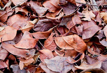 Image showing Dried leaves