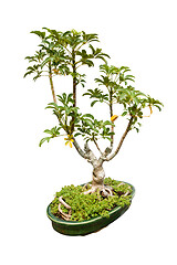 Image showing Bonsai plant