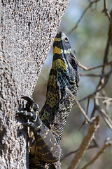 Image showing Goanna lizard climbing a tree 