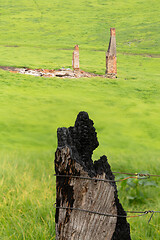 Image showing Lush green grass replaces the burnt fields of Cobargo after bush