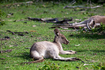 Image showing Kangaroo having a rest in a grassy area of bush land