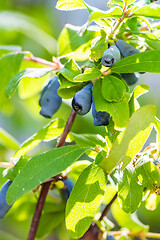 Image showing Honeysuckle berries at branch  - Lonicera kamtschatica