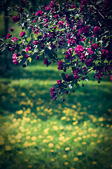 Image showing Pink tree blossom and dandelion lawn