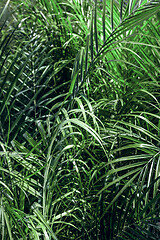 Image showing Bright green palm leaves background