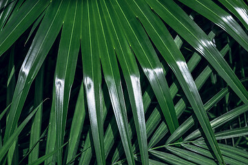 Image showing Bright green palm leaf