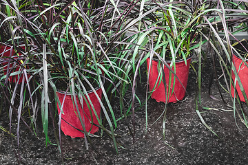 Image showing Beautiful ornamental grass in red pots