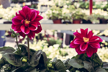 Image showing Dark red dahlias at the floral market