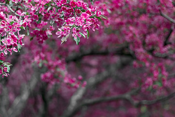 Image showing Vibrant pink blossoming spring garden