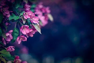 Image showing Purple blossom in the dark spring garden