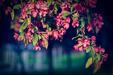 Image showing Pink apple tree blossom at sunset