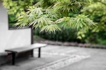 Image showing Japanese maple trees and a bench