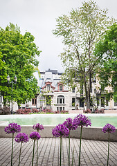 Image showing Purple Allium flowers in a city park
