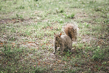 Image showing Squirrel in a city park