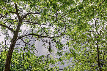 Image showing Modern office buildings seen through green leaves