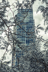 Image showing Teal colored skyscraper seen through the leaves