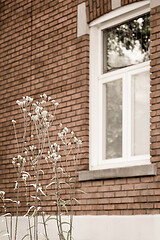 Image showing White blooming plant in front of a brick house