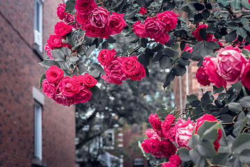 Image showing Flaming red roses blooming in front of brick buildings