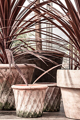 Image showing Ornamental plants in pink clay pots