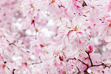 Image showing Delicate pink magnolia flowers