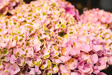 Image showing Bright pink hortensia flowers