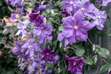 Image showing Purple clematis flowers