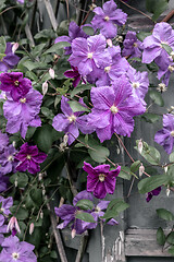 Image showing Purple clematis blossom