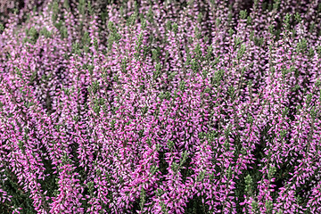 Image showing Blooming wild heather