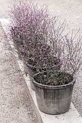 Image showing Big pots with purple blooming plants