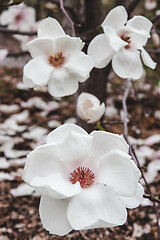 Image showing White magnolia flowers in spring