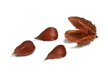 Image showing Nuts of Common Beech