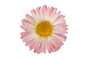 Image showing Pink flower on white