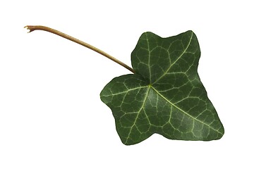 Image showing Ivy leaf on white