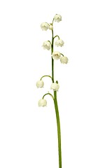 Image showing Lily of the valley