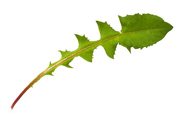 Image showing Green dandelion leaf