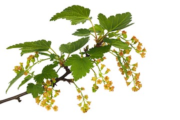 Image showing Red currant blooming