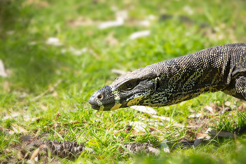 Image showing Close up of goanna lizard in Australia