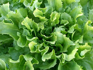 Image showing salad