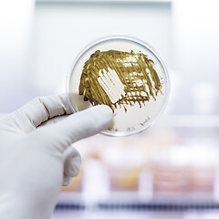 Image showing Scientist growing bacteria in petri dishes on agar gel as a part of scientific experiment.