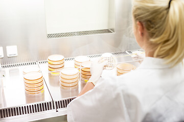 Image showing Female scientist working with laminar flow at corona virus vaccine development laboratory research facility.