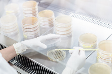 Image showing Female scientist working with laminar flow at corona virus vaccine development laboratory research facility.