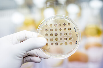 Image showing Scientist growing bacteria in petri dishes on agar gel as a part of scientific experiment.