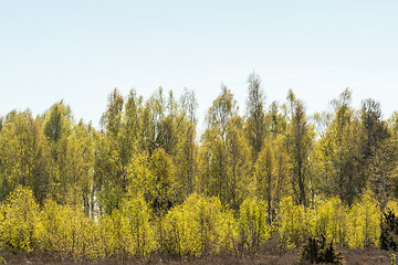 Image showing Sunlit birch grove in leafing season