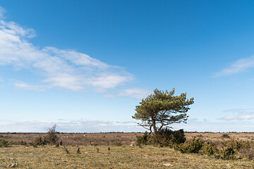 Image showing Lone pine tree in a great barren landscape