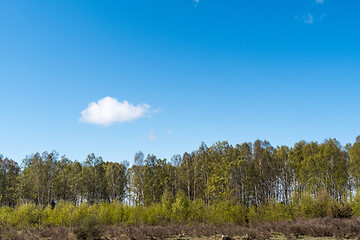 Image showing Birch trees in leafing season by blue skies
