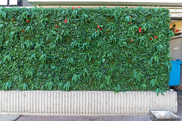 Image showing Artificial Hedge