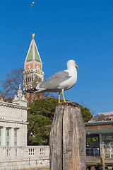 Image showing Sea Gull Venice