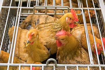 Image showing Roosters in Cage