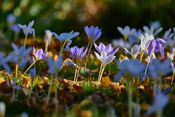 Image showing Flowers in breeze