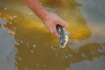 Image showing Small fish caught